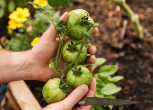 Four green tomatoes on the vine in the gardeners hands with a knife.