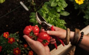 Red tomatoes in two hands with a pair of secateurs with a flower bed in the background.