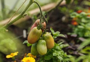 Tomatoes in a polytunnel bed with other plants in the background.