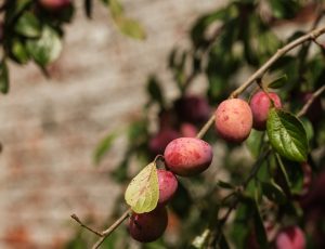 Roundhill plums on the branch in the Walled Garden.