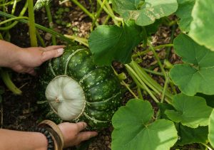 A heritage pumpkin in a pumpkin patch being grabbed with two hands.