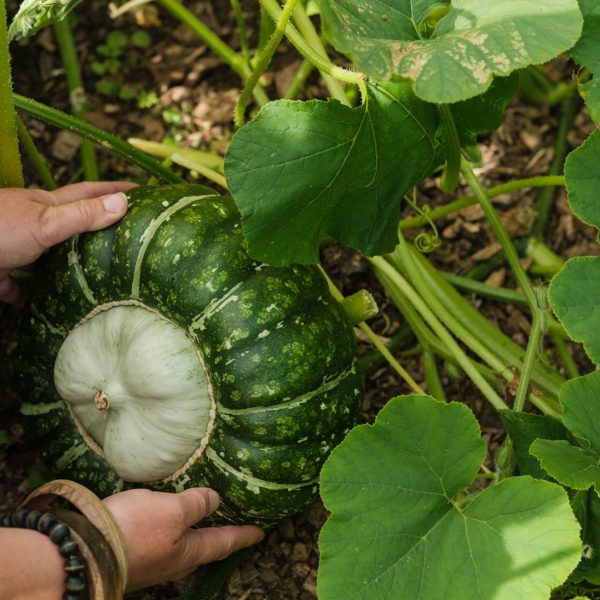 Local Ingredients