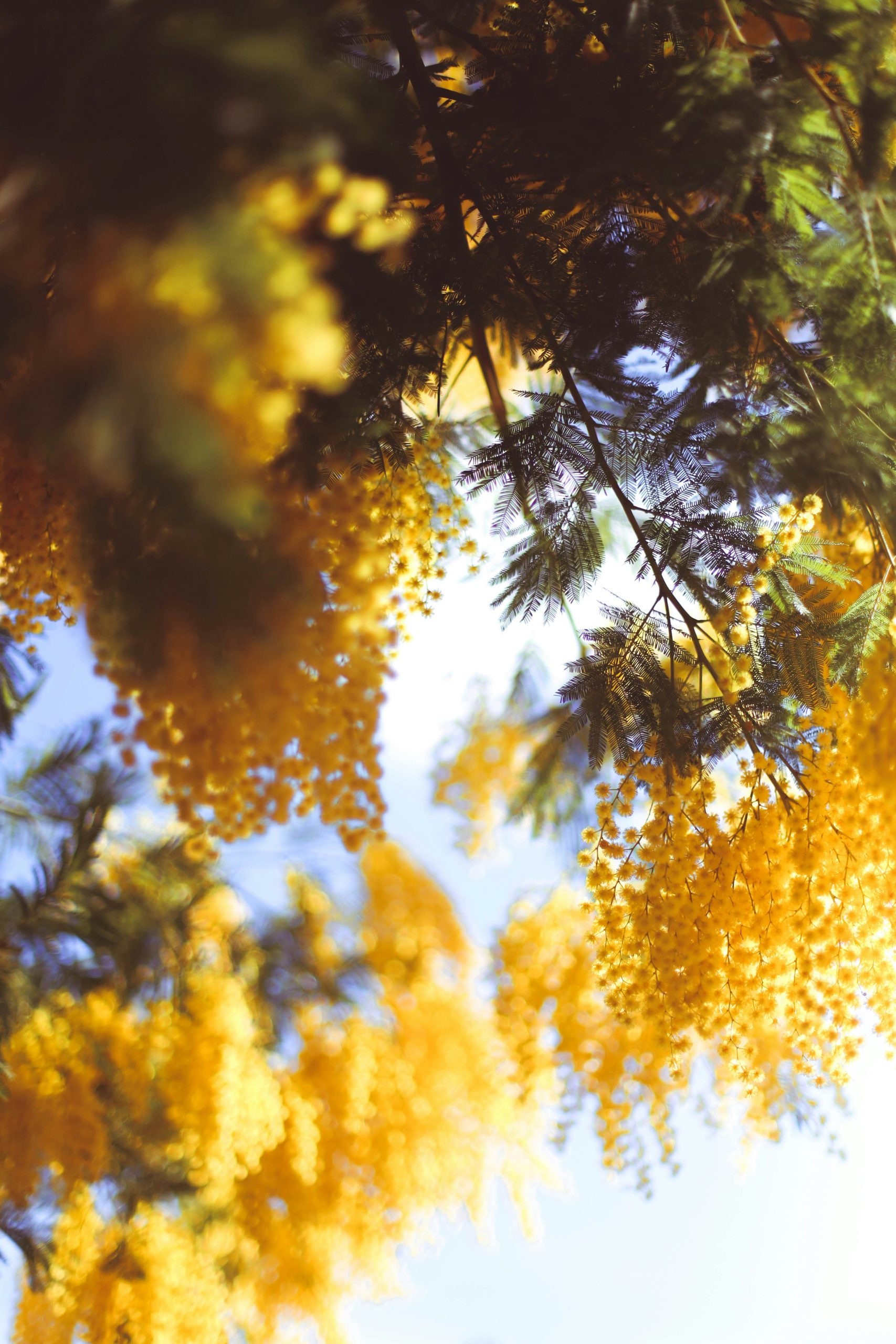 A mimosa tree in flower.