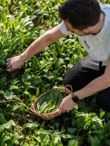 Picking wild garlic in the woods.
