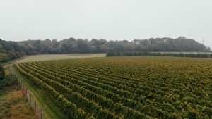 A drone shot of a vineyard in full growth.