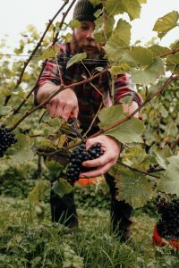 A person using snips to cut a bunch of red grapes off a vine.
