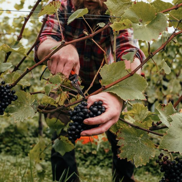 English Wine Week