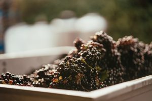 Red grapes in a bucket after being picked.
