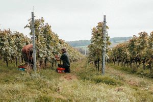 Two people in a vineyard harvesting white grapes from the vines, where you can see down the vine rows.