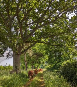 A group of cows walking on a path under a tree