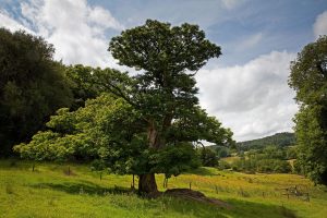 A chestnut tree in an open field